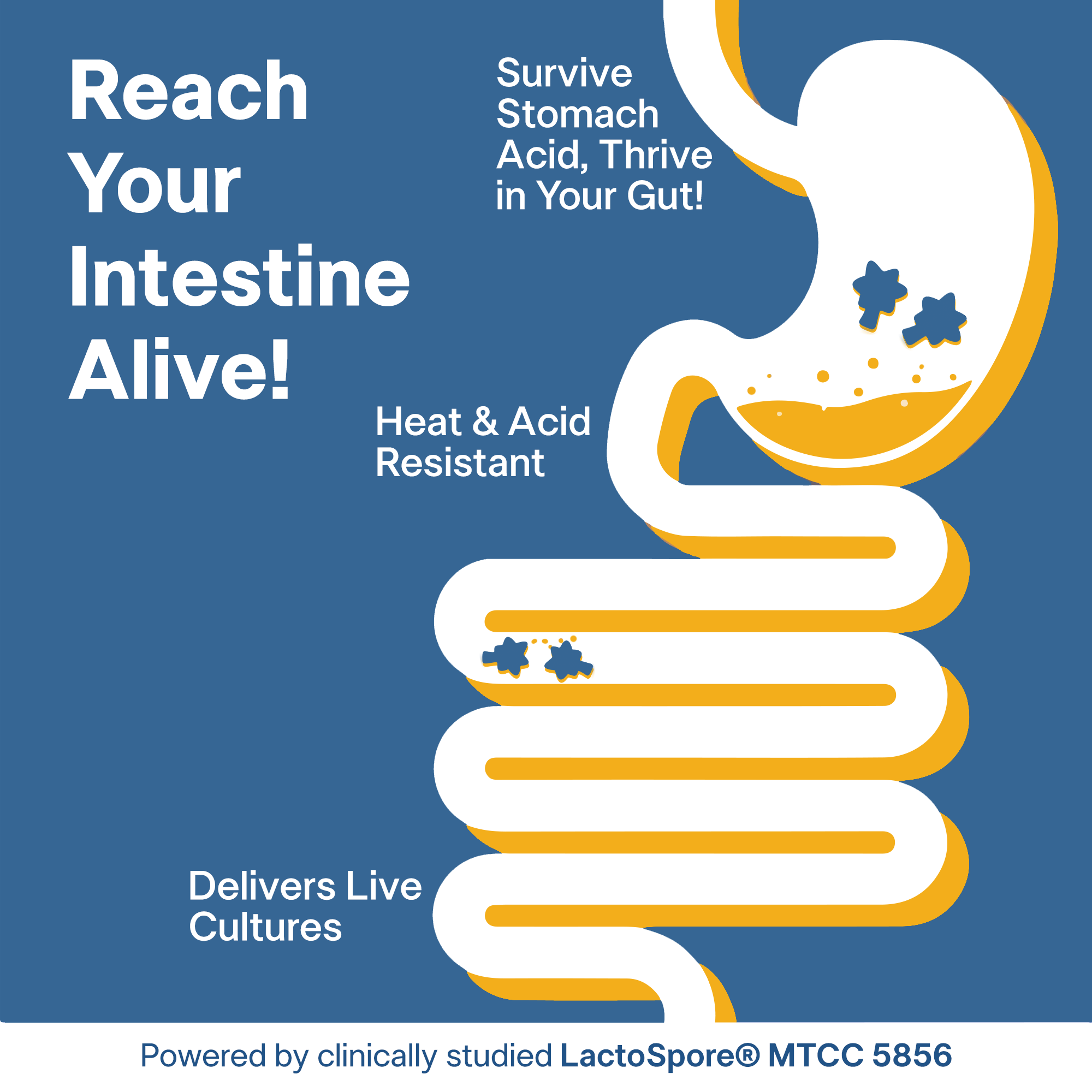 Daily 3-in-1 Synbiotic Gut Gummies - Prebiotic, Probiotic & Enzymes for Bloat Relief, Regularity & Gut Balance -  2B CFU LactoSpore®, Coconut MOS & Acacia Fiber