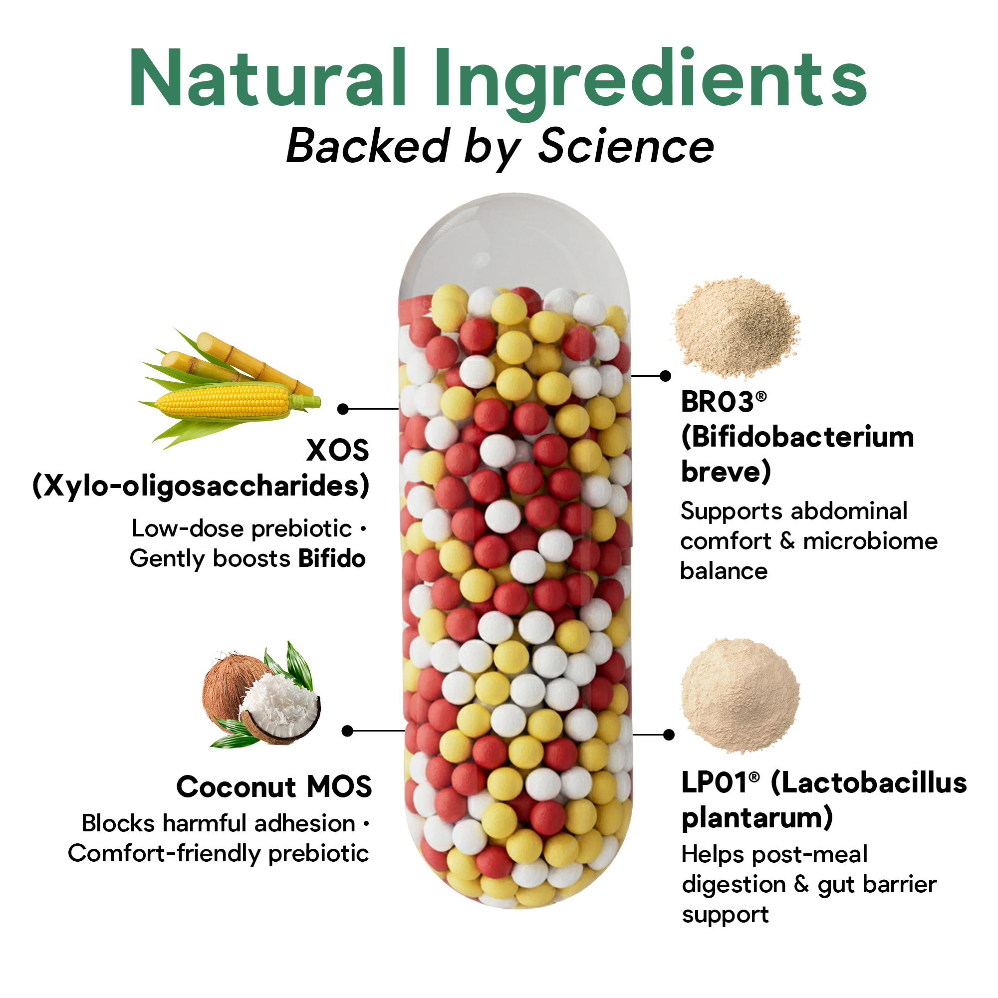 Daily CocoSynbiotic - 20B CFU Probiotics + XOS & Coconut MOS for Gut Health, Regularity & Immune Support, BR03® & LP01®