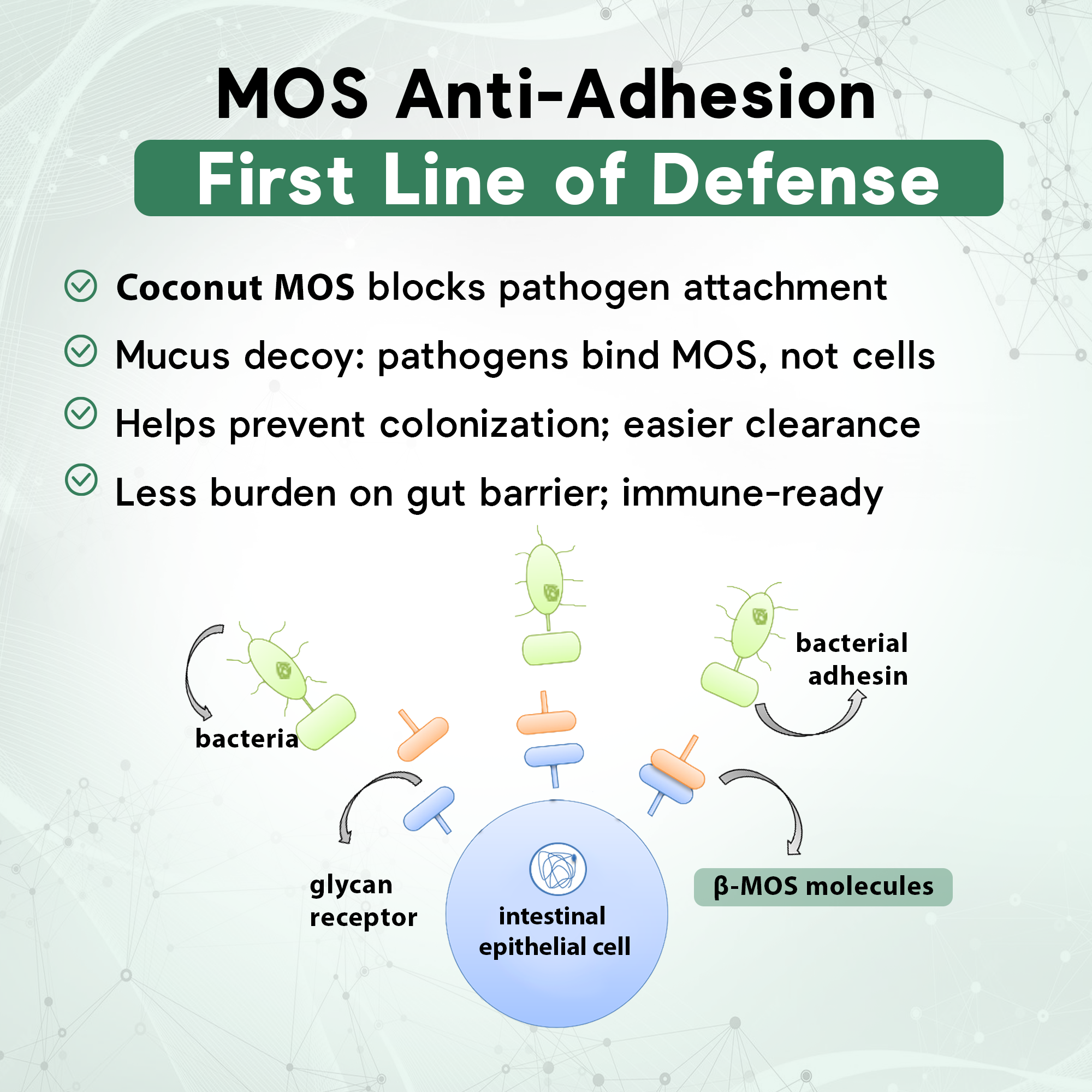 Daily CocoSynbiotic - 20B CFU Probiotics + XOS & Coconut MOS for Gut Health, Regularity & Immune Support, BR03® & LP01®