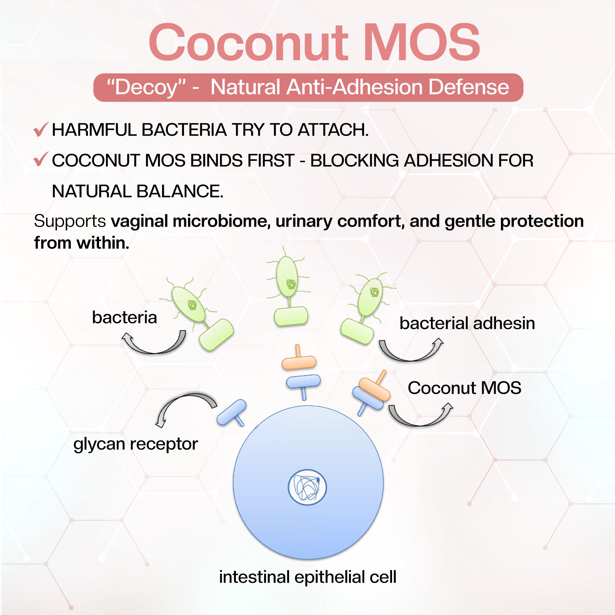 Daily Women’s Synbiotic - 20B CFU Probiotic + XOS & Coconut MOS for Gut & Vaginal Balance; GR-1® & RC-14®